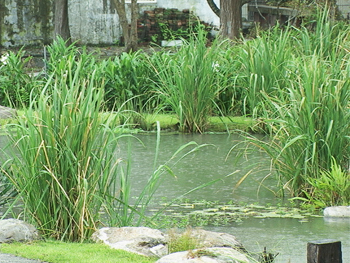 宜蘭河濱濕地的草本植物