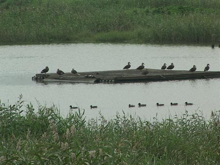 園內水鳥棲息