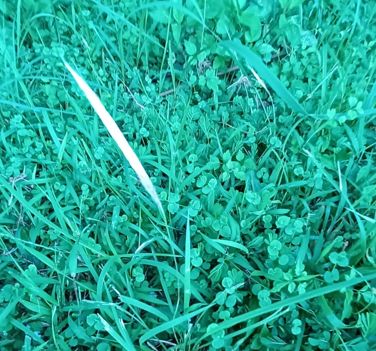 白茅 白茅