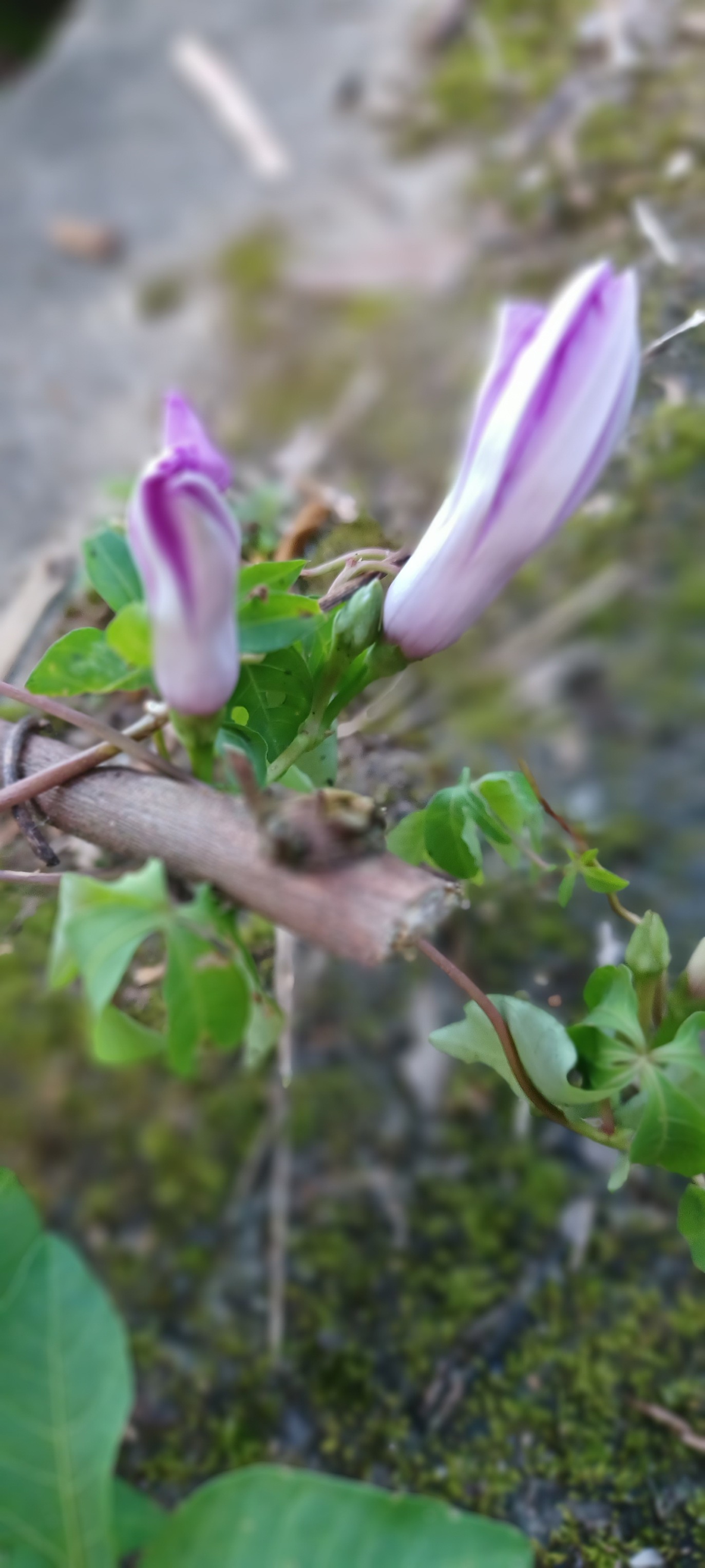 牽牛花 牽牛花