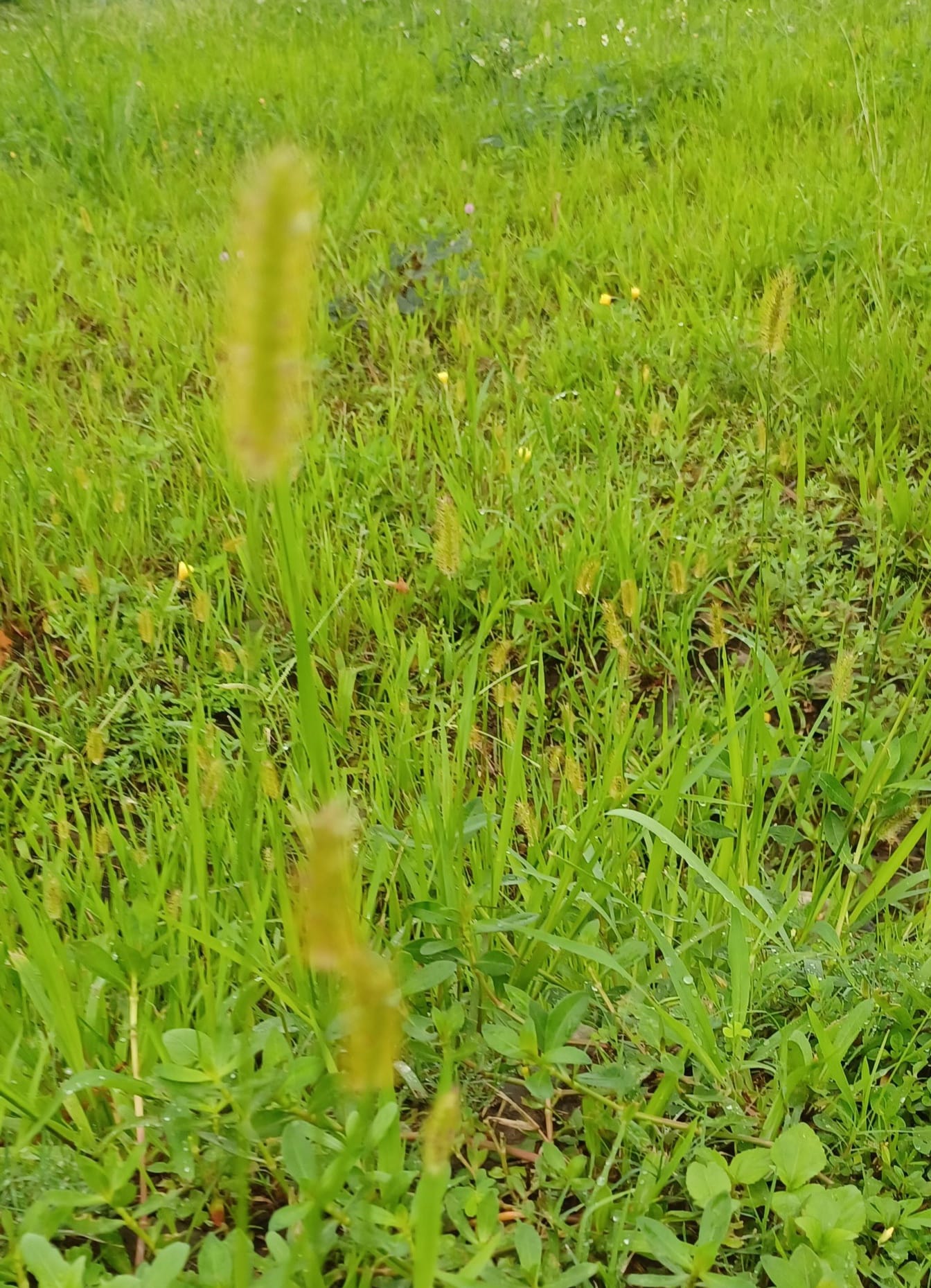 狗尾巴草 狗尾巴草