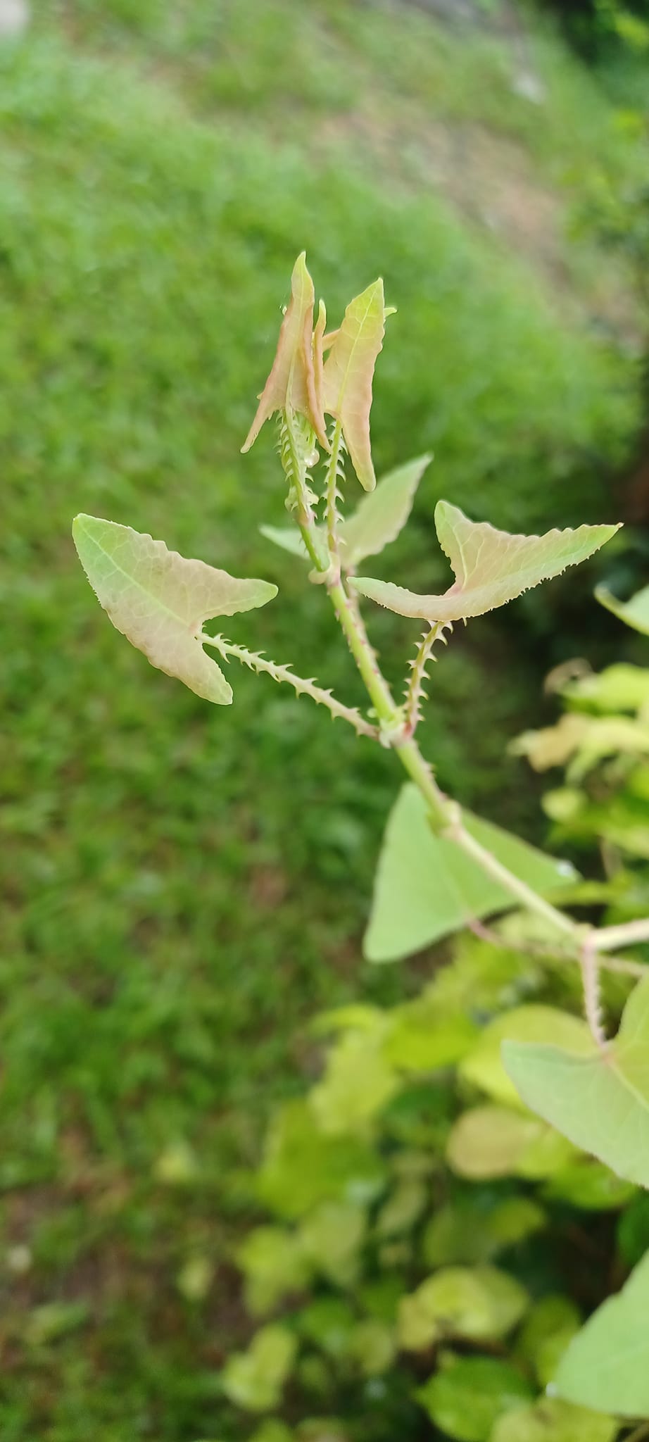 三角鹽酸草