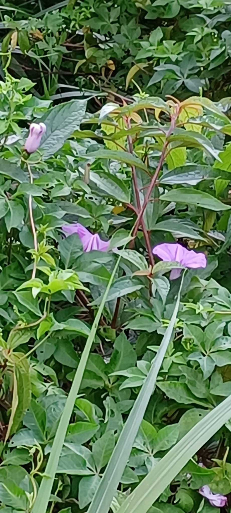 牽牛花 牽牛花
