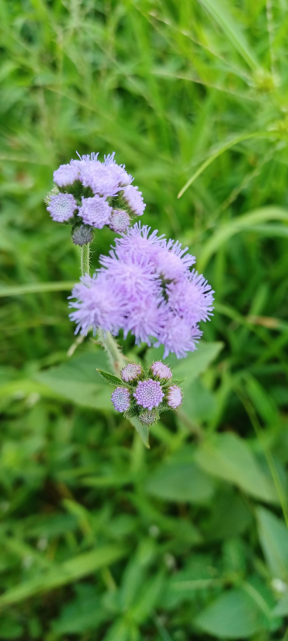 紫花霍香薊 紫花霍香薊
