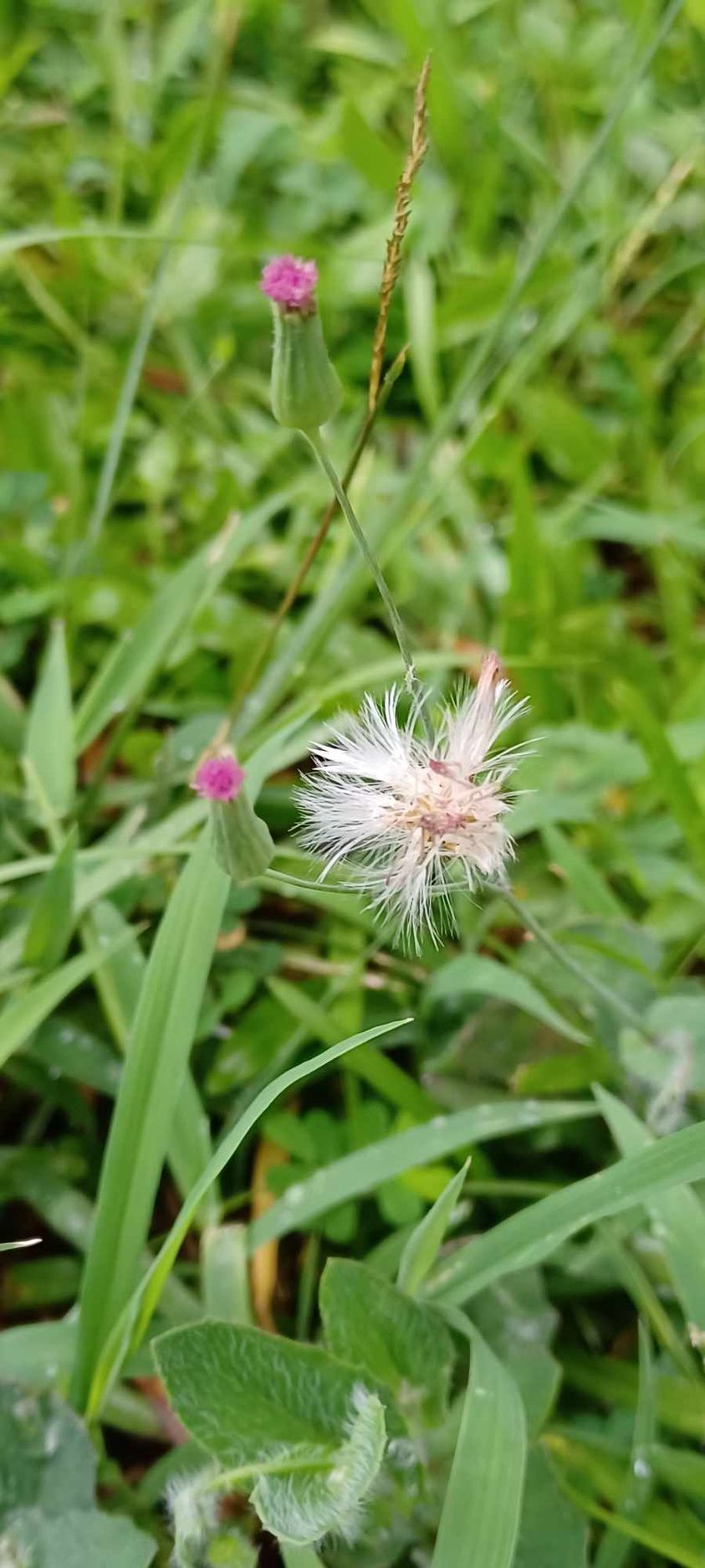 粉葉蕨 粉葉蕨