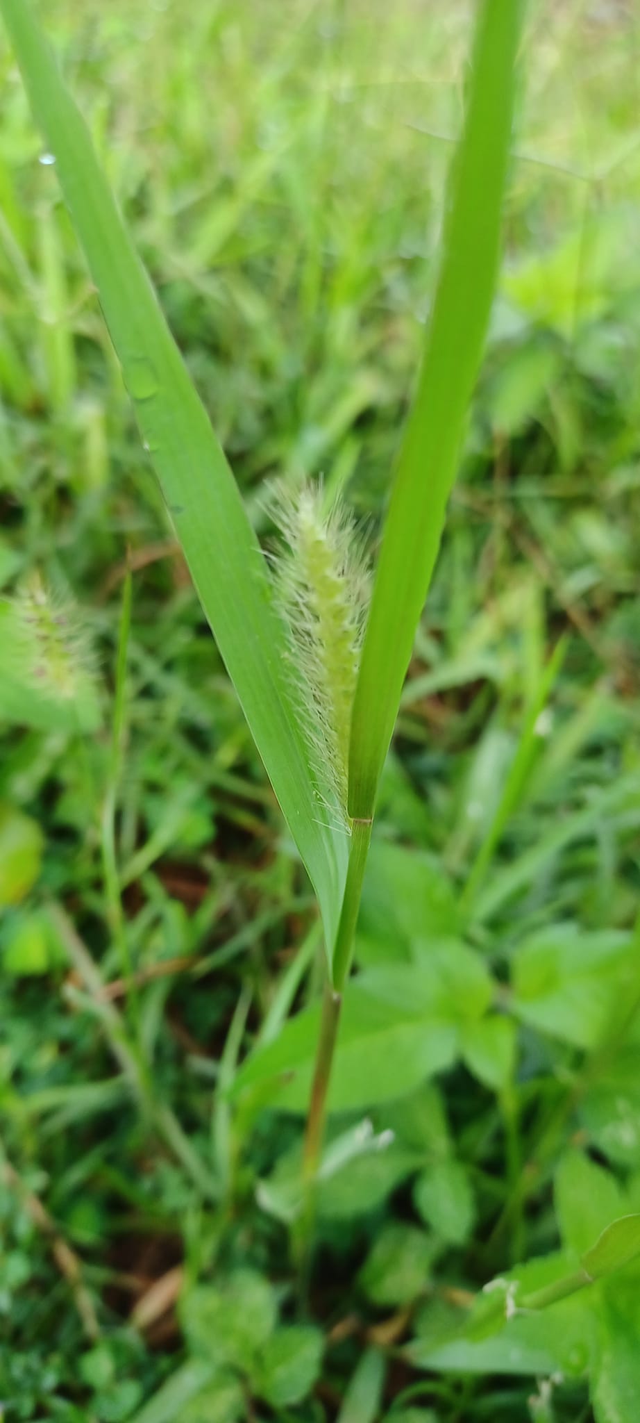 粉葉蕨 粉葉蕨