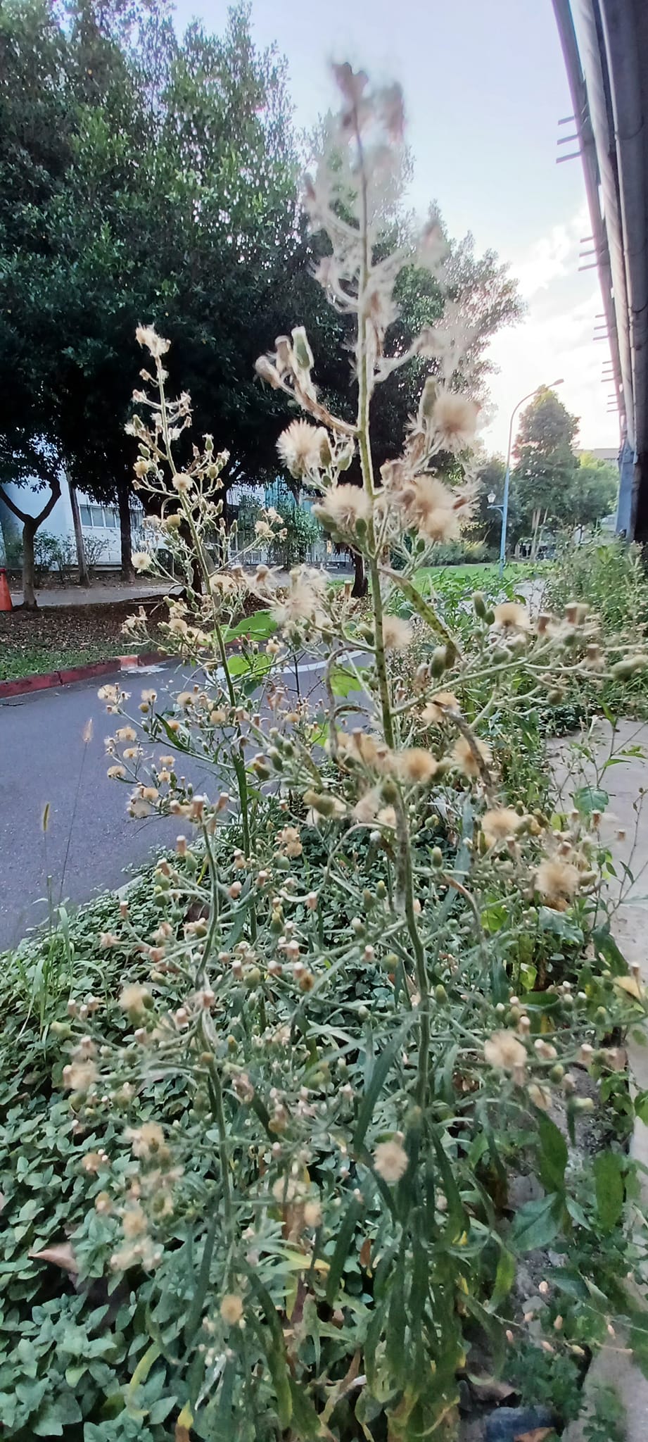 粉葉蕨 粉葉蕨