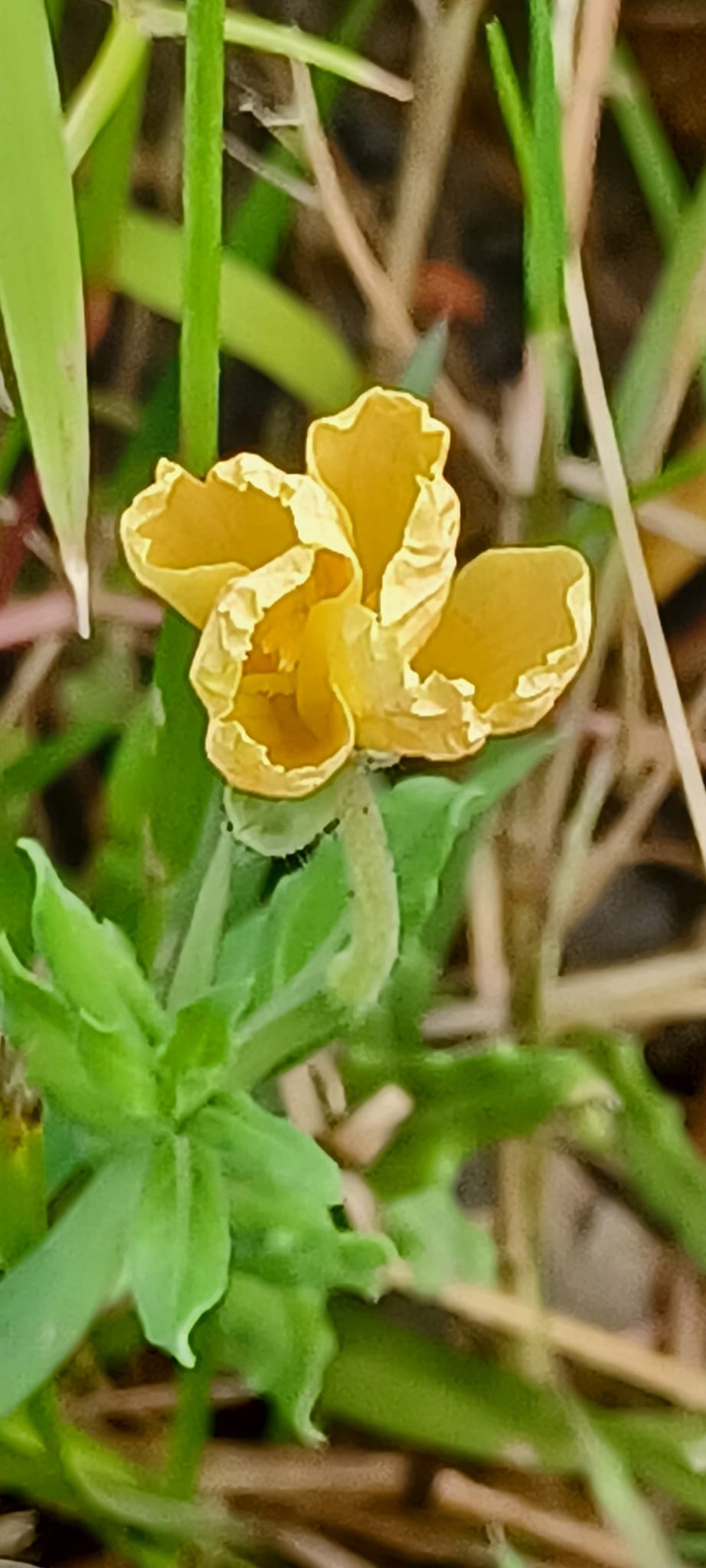 粉葉蕨 粉葉蕨