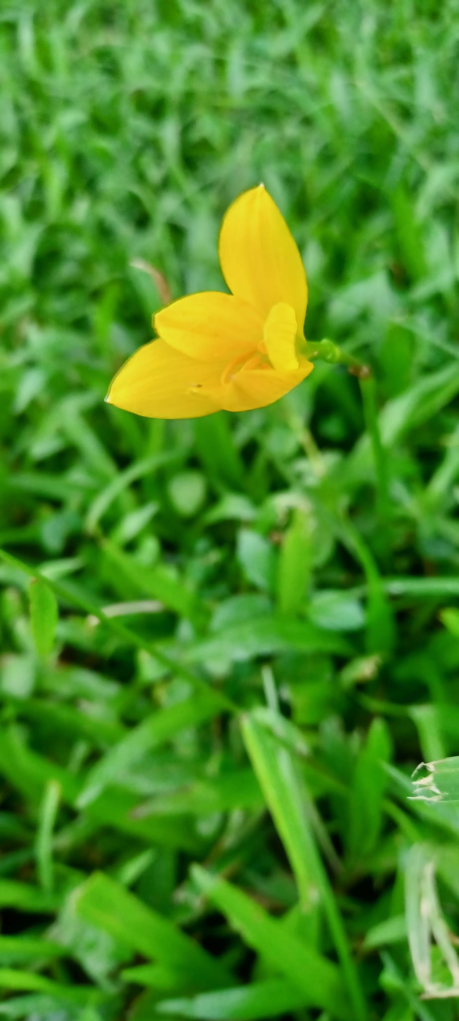 粉葉蕨 粉葉蕨