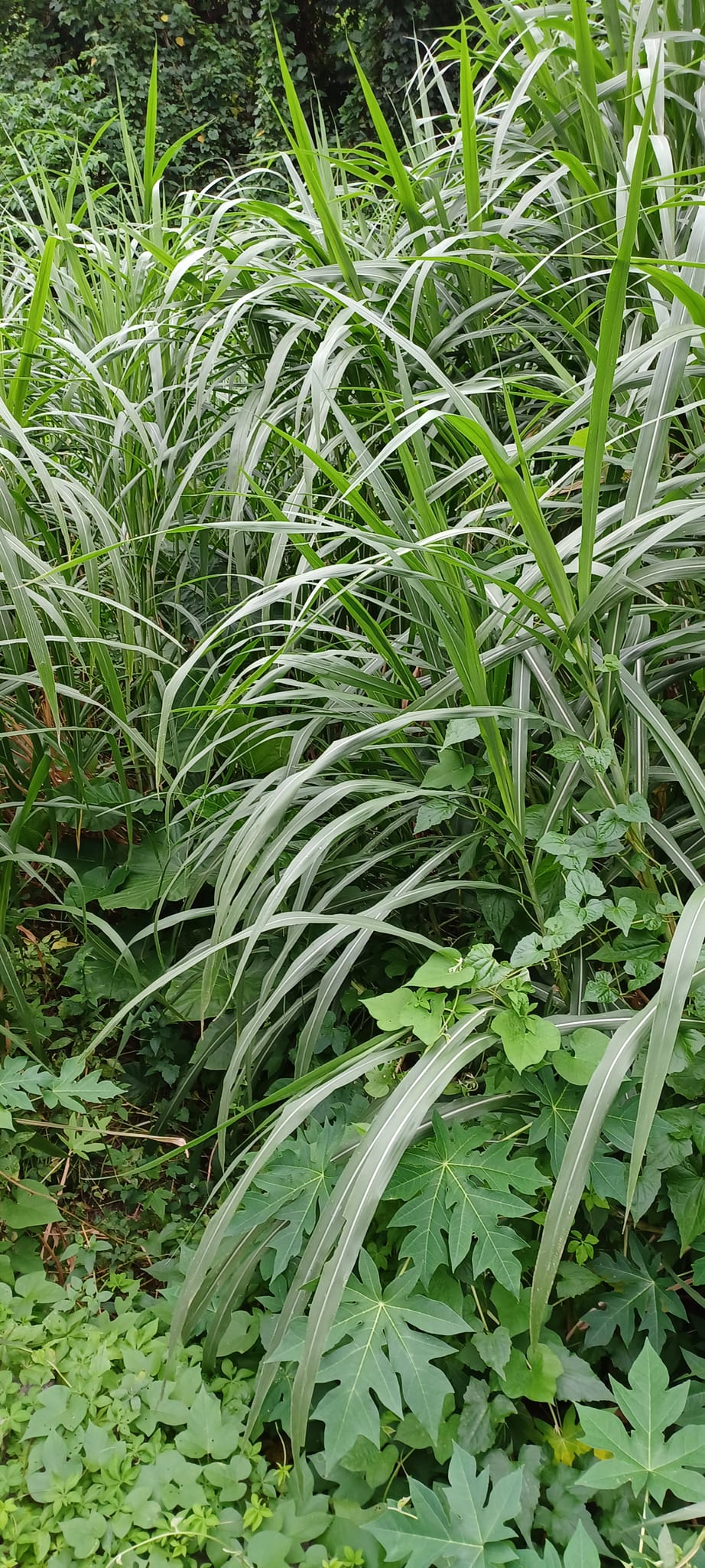 粉葉蕨 粉葉蕨