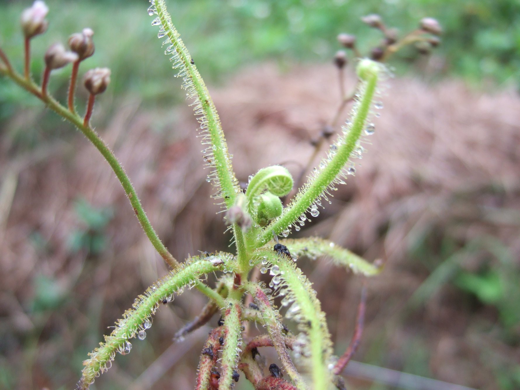 毛膏菜