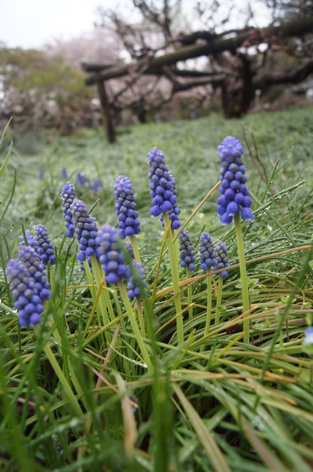 串鈴花