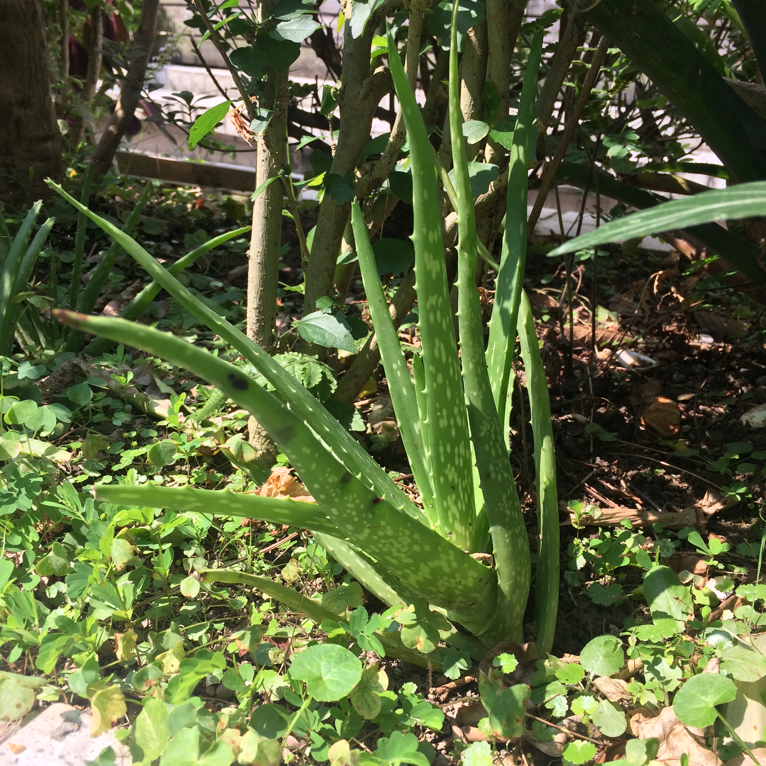蘆薈 蘆薈
