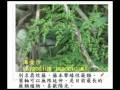苗栗火炎山 