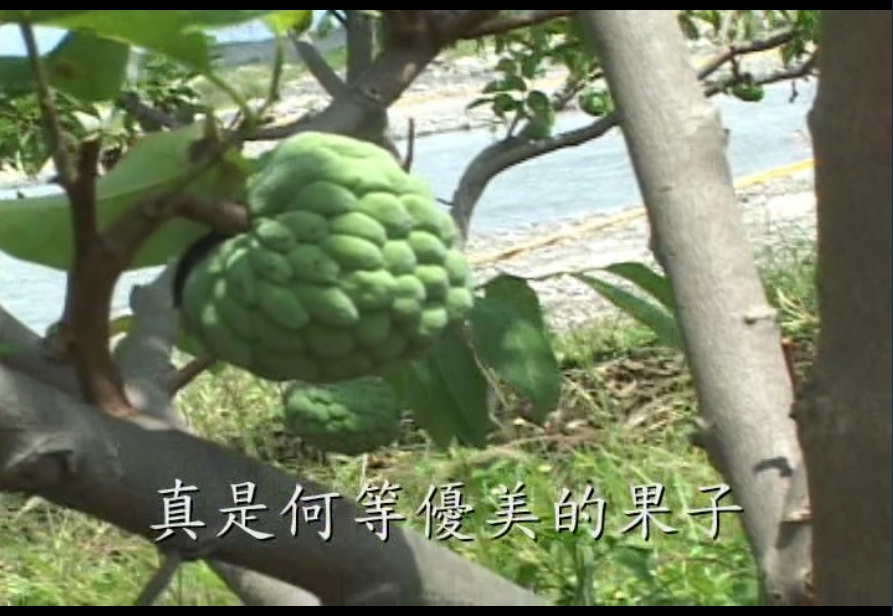 台灣釋迦風雲錄