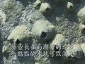 澎湖生態